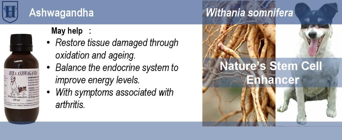 D-pet-product-Nivo-ashwagandha Pet Ashwagandha Liquid Extract