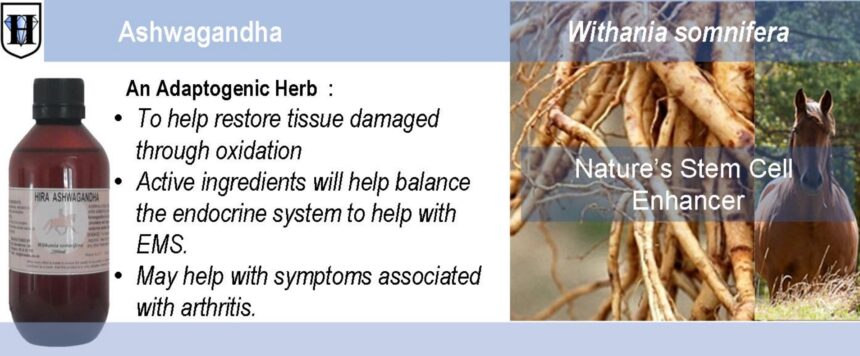 H-Ashwagandha Extract Equi-Ashwagandha Liquid Extract