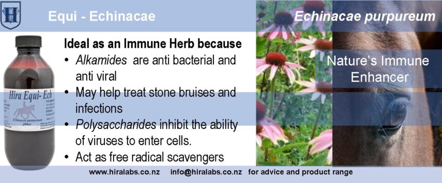 H-Echinacae Extract Equi-Echinacea Liquid Extract