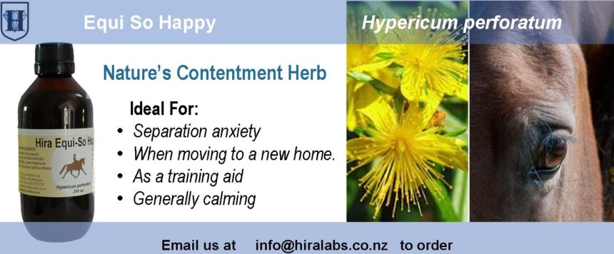 H-St-Johns Wort Extract Equi-St. John's Wort Liquid Extract