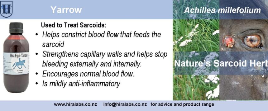 H-Horse Yarrow Extract Horse Yarrow Liquid