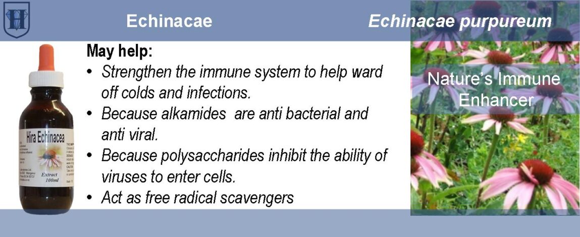 p-People-Product-Echinacea Extract Echinacea Liquid Extract